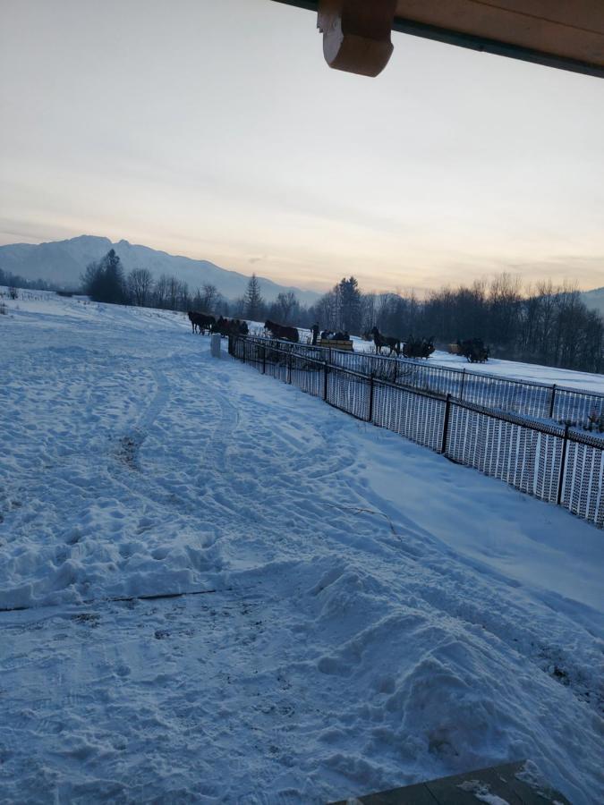 Domek Zakopane Tatrzanski Kacik Apartzakop Dış mekan fotoğraf